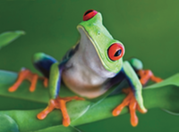 Skills Frog